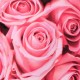 3x5ft Vinyl Lawn Pink Rose Flowers Floor Backdrop Photo Photography Background Studio Prop