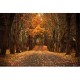 7x5ft Autumn Forest Background Photography Backdrop Studio Photo Vinyl Cloth