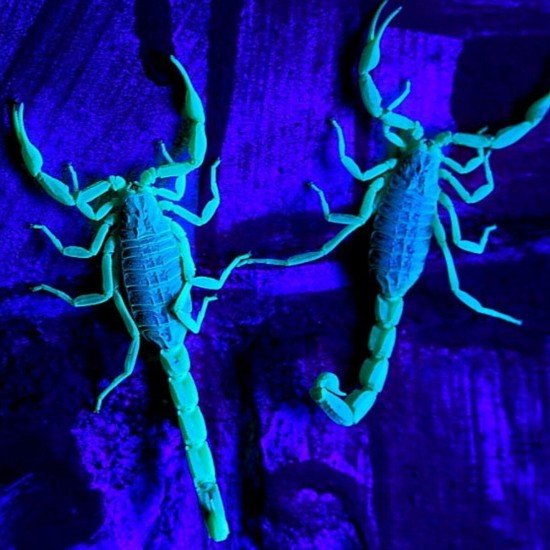 100LED UV Flashlight Ultraviolet Torch with Zoom Function Mini UV Black Light Pet Urine Stains Detector Scorpion Hunting