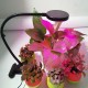 Clip Plant Fill Light LED Grow Light Fleshy Planting Double Head Timing With Clips Like Sun Clip Plant Fill Light LED Grow Light Fleshy Planting Double Head Timing With Clips Like Sun