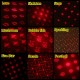 Mini LED Car Roof Ceiling Star Night Light Projector Lamp Interior Atmosphere Decoration Starry Projector USB Plug Mini LED Car Roof Ceiling Star Night Light Projector Lamp Interior Atmosphere Decoration Starry Projector USB Plug