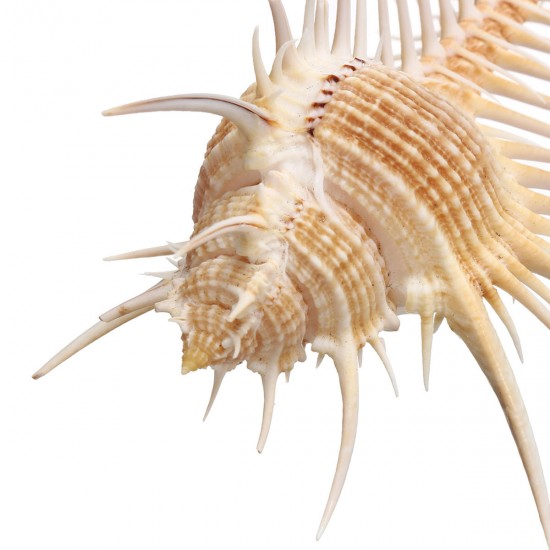 10-12cm Natural Murex Pecten Shell Conch Coral Sea Snail Fish Tank Ornament Home Decorations
