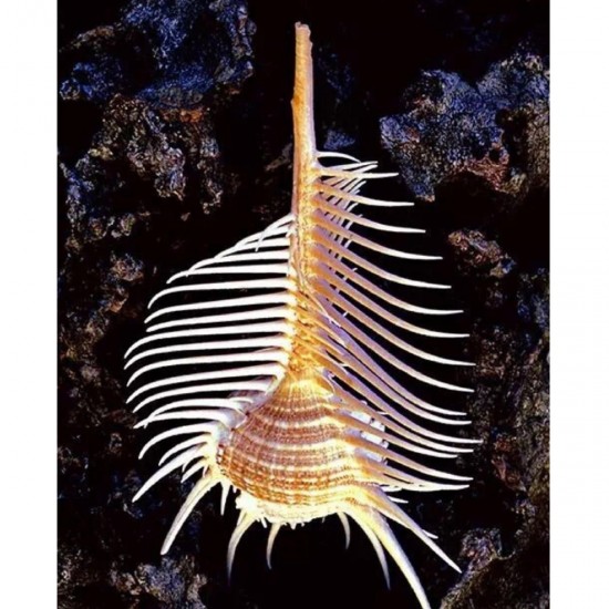 10-12cm Natural Murex Pecten Shell Conch Coral Sea Snail Fish Tank Ornament Home Decorations