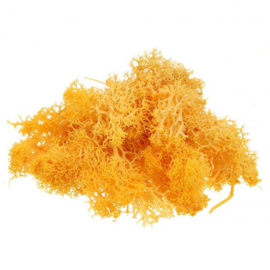 10g Natural Norwegian Reindeer Moss Preserved Dried Craft Preservation Flower Fairy Decorations 10g Natural Norwegian Reindeer Moss Preserved Dried Craft Preservation Flower Fairy Decorations