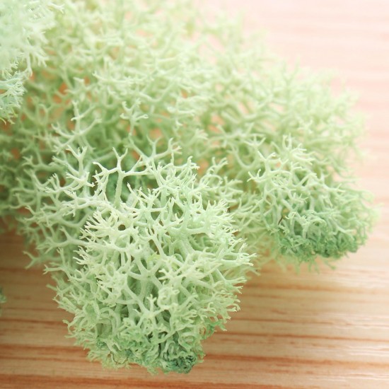 10g Natural Norwegian Reindeer Moss Preserved Dried Craft Preservation Flower Fairy Decorations