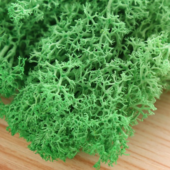 10g Natural Norwegian Reindeer Moss Preserved Dried Craft Preservation Flower Fairy Decorations