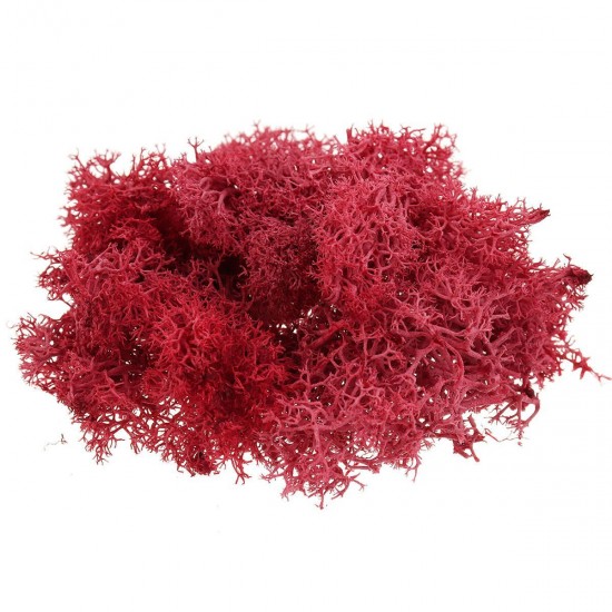 10g Natural Norwegian Reindeer Moss Preserved Dried Craft Preservation Flower Fairy Decorations 10g Natural Norwegian Reindeer Moss Preserved Dried Craft Preservation Flower Fairy Decorations