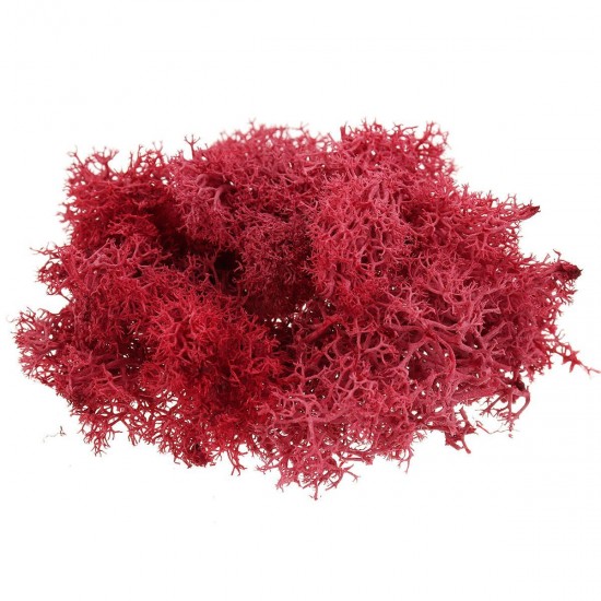 10g Natural Norwegian Reindeer Moss Preserved Dried Craft Preservation Flower Fairy Decorations