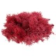 10g Natural Norwegian Reindeer Moss Preserved Dried Craft Preservation Flower Fairy Decorations 10g Natural Norwegian Reindeer Moss Preserved Dried Craft Preservation Flower Fairy Decorations