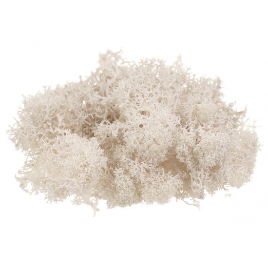 10g Natural Norwegian Reindeer Moss Preserved Dried Craft Preservation Flower Fairy Decorations 10g Natural Norwegian Reindeer Moss Preserved Dried Craft Preservation Flower Fairy Decorations