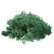 10g Natural Norwegian Reindeer Moss Preserved Dried Craft Preservation Flower Fairy Decorations 10g Natural Norwegian Reindeer Moss Preserved Dried Craft Preservation Flower Fairy Decorations