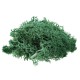 10g Natural Norwegian Reindeer Moss Preserved Dried Craft Preservation Flower Fairy Decorations