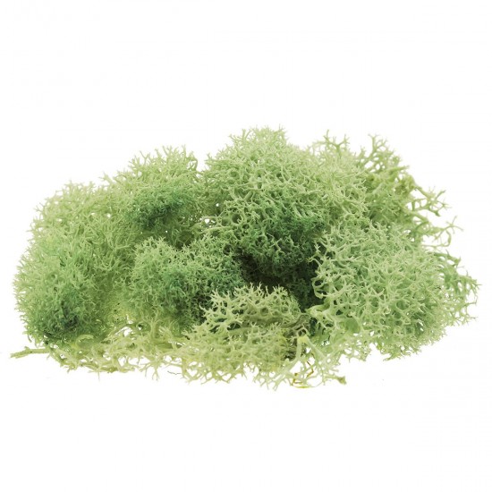 10g Natural Norwegian Reindeer Moss Preserved Dried Craft Preservation Flower Fairy Decorations 10g Natural Norwegian Reindeer Moss Preserved Dried Craft Preservation Flower Fairy Decorations