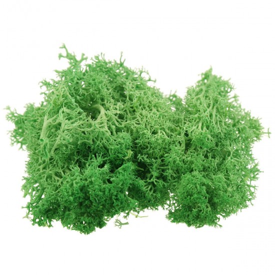 10g Natural Norwegian Reindeer Moss Preserved Dried Craft Preservation Flower Fairy Decorations 10g Natural Norwegian Reindeer Moss Preserved Dried Craft Preservation Flower Fairy Decorations