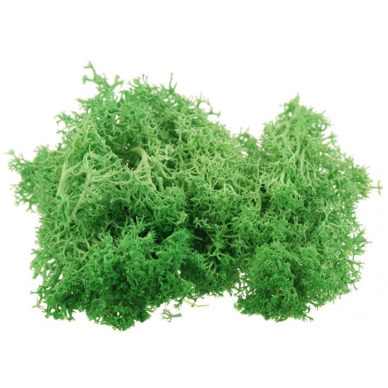 10g Natural Norwegian Reindeer Moss Preserved Dried Craft Preservation Flower Fairy Decorations