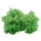 10g Natural Norwegian Reindeer Moss Preserved Dried Craft Preservation Flower Fairy Decorations 10g Natural Norwegian Reindeer Moss Preserved Dried Craft Preservation Flower Fairy Decorations