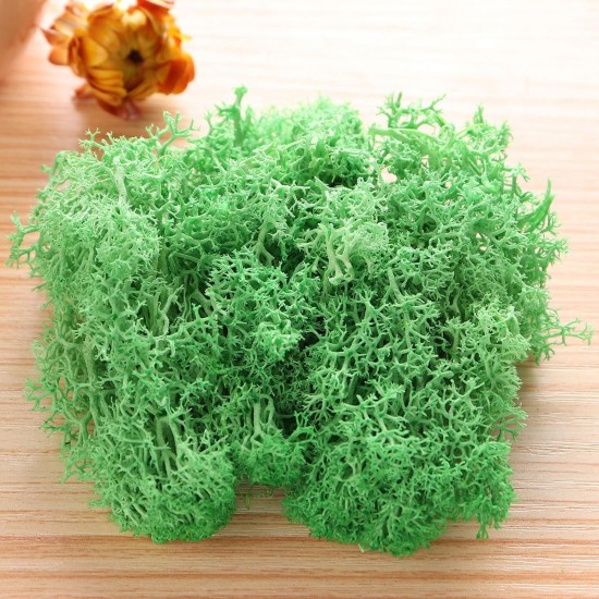10g Natural Norwegian Reindeer Moss Preserved Dried Craft Preservation Flower Fairy Decorations 10g Natural Norwegian Reindeer Moss Preserved Dried Craft Preservation Flower Fairy Decorations