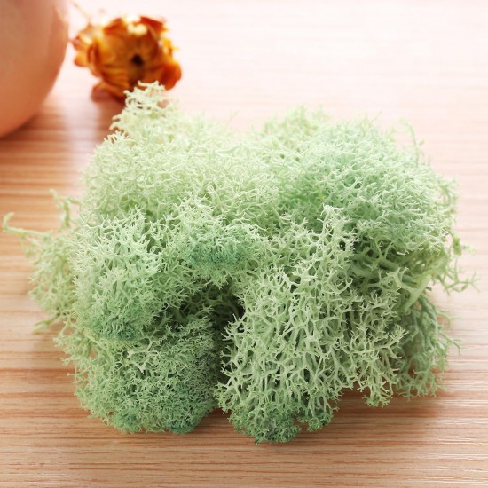 10g Natural Norwegian Reindeer Moss Preserved Dried Craft Preservation Flower Fairy Decorations