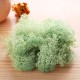 10g Natural Norwegian Reindeer Moss Preserved Dried Craft Preservation Flower Fairy Decorations