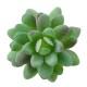 11Pcs/Set Artificial Succulent Flower Floral Plants Home Garden DIY Landscape Decorations