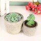 11Pcs/Set Artificial Succulent Flower Floral Plants Home Garden DIY Landscape Decorations 11Pcs/Set Artificial Succulent Flower Floral Plants Home Garden DIY Landscape Decorations