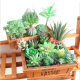 11Pcs/Set Artificial Succulent Flower Floral Plants Home Garden DIY Landscape Decorations 11Pcs/Set Artificial Succulent Flower Floral Plants Home Garden DIY Landscape Decorations