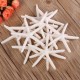 12Pcs Beautiful White Finger Starfish 3-4 inch Beach Wedding Coastal Decorations 12Pcs Beautiful White Finger Starfish 3-4 inch Beach Wedding Coastal Decorations