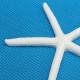12Pcs Beautiful White Finger Starfish 3-4 inch Beach Wedding Coastal Decorations 12Pcs Beautiful White Finger Starfish 3-4 inch Beach Wedding Coastal Decorations