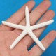 12Pcs Beautiful White Finger Starfish 3-4 inch Beach Wedding Coastal Decorations