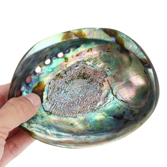 13X10CM Natural Abalone Sea Shell Both Side Polished Beach Craft DIY Decorations 13X10CM Natural Abalone Sea Shell Both Side Polished Beach Craft DIY Decorations