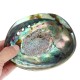 13X10CM Natural Abalone Sea Shell Both Side Polished Beach Craft DIY Decorations 13X10CM Natural Abalone Sea Shell Both Side Polished Beach Craft DIY Decorations