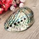 13X10CM Natural Abalone Sea Shell Both Side Polished Beach Craft DIY Decorations