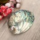 13X10CM Natural Abalone Sea Shell Both Side Polished Beach Craft DIY Decorations 13X10CM Natural Abalone Sea Shell Both Side Polished Beach Craft DIY Decorations