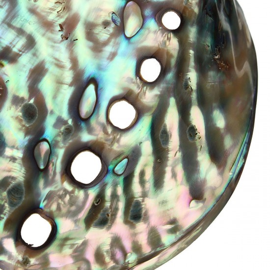 13X10CM Natural Abalone Sea Shell Both Side Polished Beach Craft DIY Decorations 13X10CM Natural Abalone Sea Shell Both Side Polished Beach Craft DIY Decorations