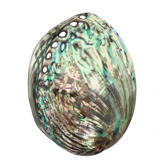 13X10CM Natural Abalone Sea Shell Both Side Polished Beach Craft DIY Decorations 13X10CM Natural Abalone Sea Shell Both Side Polished Beach Craft DIY Decorations