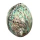 13X10CM Natural Abalone Sea Shell Both Side Polished Beach Craft DIY Decorations 13X10CM Natural Abalone Sea Shell Both Side Polished Beach Craft DIY Decorations