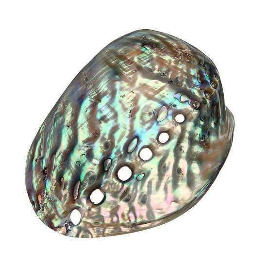13X10CM Natural Abalone Sea Shell Both Side Polished Beach Craft DIY Decorations 13X10CM Natural Abalone Sea Shell Both Side Polished Beach Craft DIY Decorations