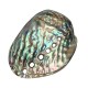 13X10CM Natural Abalone Sea Shell Both Side Polished Beach Craft DIY Decorations