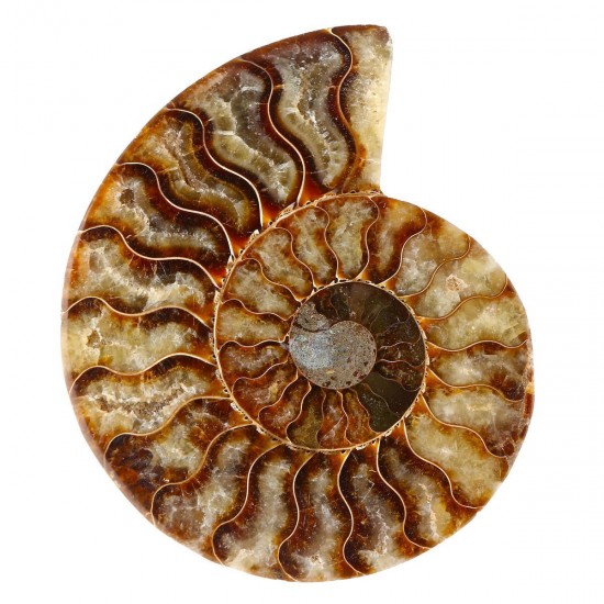 13cm Large Natural Ammonite Fossil Sea Conch Crystal Specimen Decorations