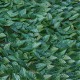 150x300cm Screen Artificial Faux Ivy Leaves Wall Garden Fence Outdoor Home Decorations 150x300cm Screen Artificial Faux Ivy Leaves Wall Garden Fence Outdoor Home Decorations
