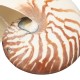 17-19cm Natural Conch SeaShell Tiger Chambered Pompilius Fish Tank Home Decorations