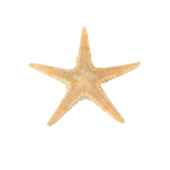 20Pcs Mini Starfish Sea Star Shell Landscape Beach Wedding DIY Crafts Making Decorations 20Pcs Mini Starfish Sea Star Shell Landscape Beach Wedding DIY Crafts Making Decorations