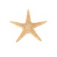 20Pcs Mini Starfish Sea Star Shell Landscape Beach Wedding DIY Crafts Making Decorations