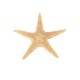 20Pcs Mini Starfish Sea Star Shell Landscape Beach Wedding DIY Crafts Making Decorations 20Pcs Mini Starfish Sea Star Shell Landscape Beach Wedding DIY Crafts Making Decorations