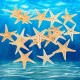 20Pcs Mini Starfish Sea Star Shell Landscape Beach Wedding DIY Crafts Making Decorations