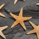 20Pcs Mini Starfish Sea Star Shell Landscape Beach Wedding DIY Crafts Making Decorations