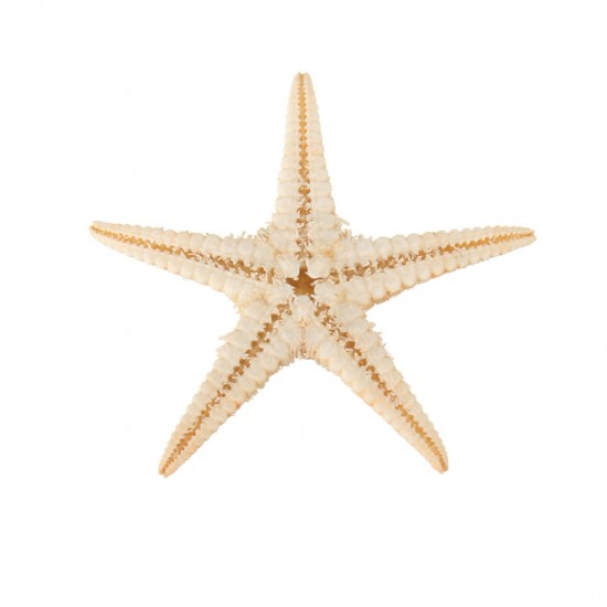 20Pcs Mini Starfish Sea Star Shell Landscape Beach Wedding DIY Crafts Making Decorations