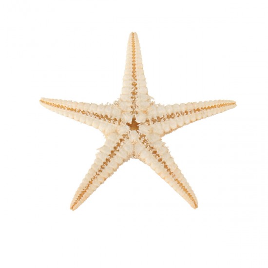20Pcs Mini Starfish Sea Star Shell Landscape Beach Wedding DIY Crafts Making Decorations 20Pcs Mini Starfish Sea Star Shell Landscape Beach Wedding DIY Crafts Making Decorations