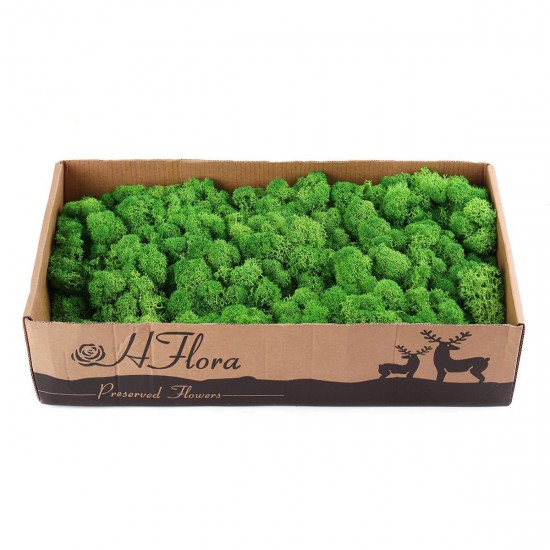 500g Natural Norwegian Reindeer Moss Preserved Dried Craft Preservation Flower Fairy Decorations DIY 500g Natural Norwegian Reindeer Moss Preserved Dried Craft Preservation Flower Fairy Decorations DIY