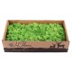 500g Natural Norwegian Reindeer Moss Preserved Dried Craft Preservation Flower Fairy Decorations DIY 500g Natural Norwegian Reindeer Moss Preserved Dried Craft Preservation Flower Fairy Decorations DIY